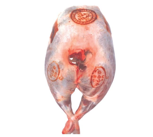 A pair of lamb legs, still joined, with HMC stamps