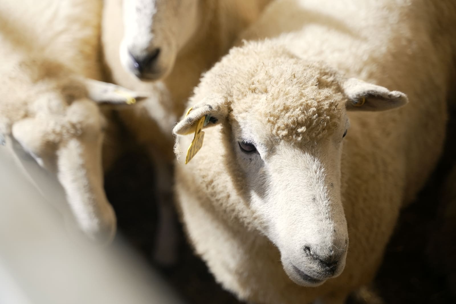 Sheep resting in the lairage pens, ear-tagged and marked