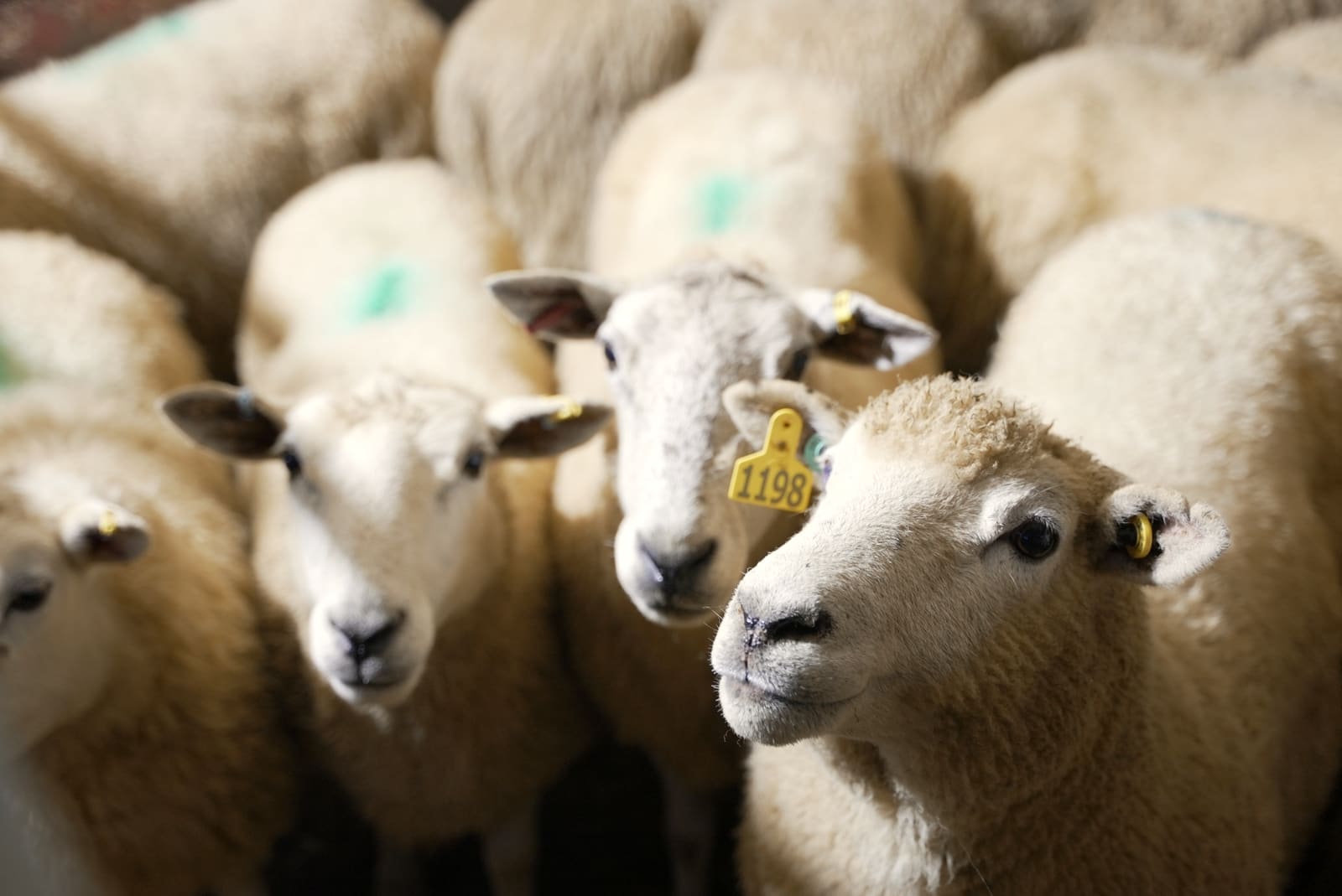 Schafe ruhen in den Buchten des Wartestalls, mit Ohrmarken und Markierungen