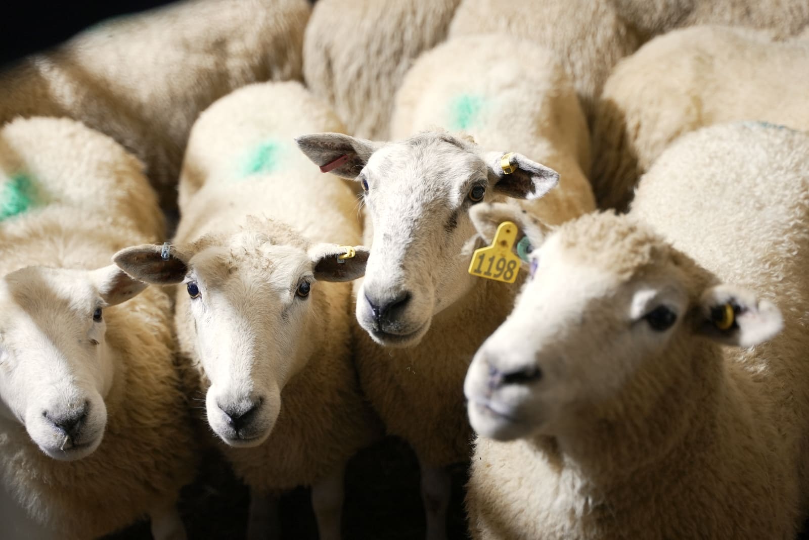 Sheep resting in the lairage pens, ear-tagged and marked