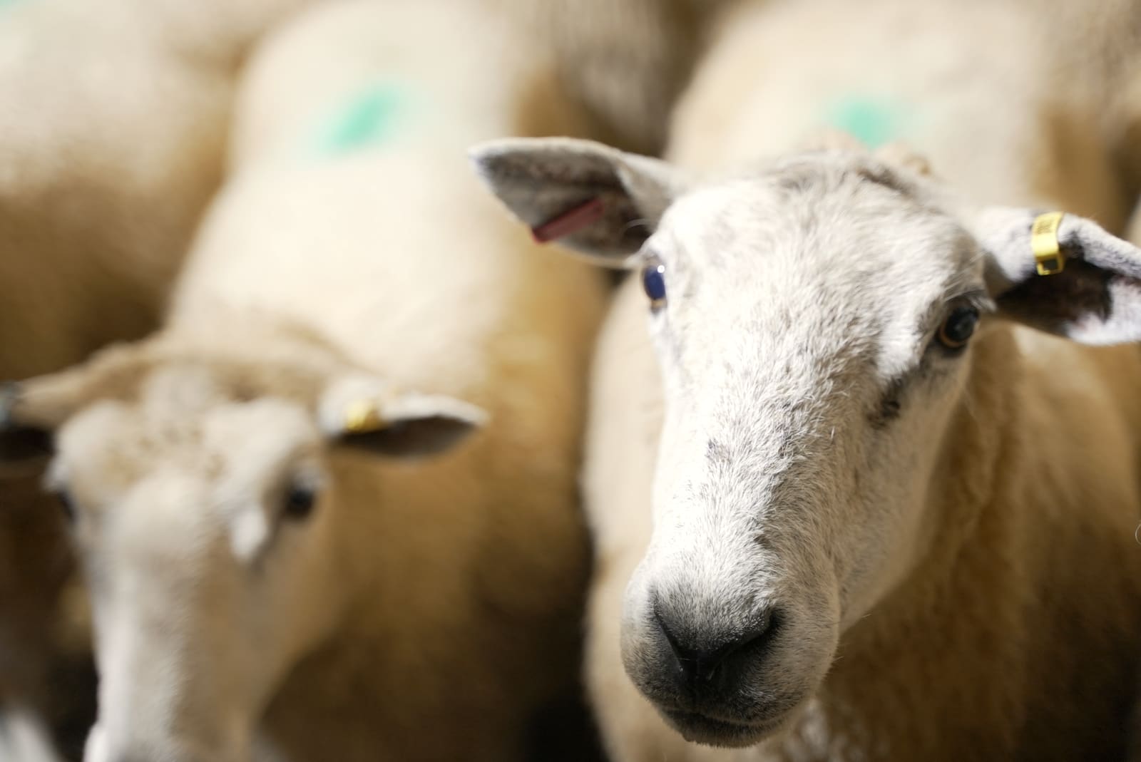 Sheep resting in the lairage pens, ear-tagged and marked