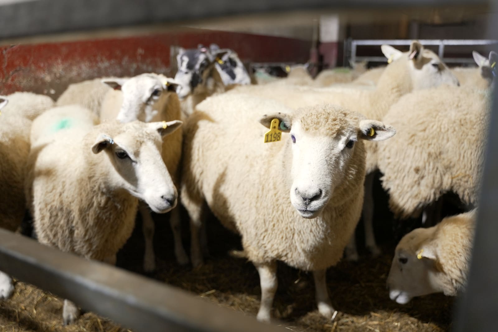 Sheep resting in the lairage pens, ear-tagged and marked