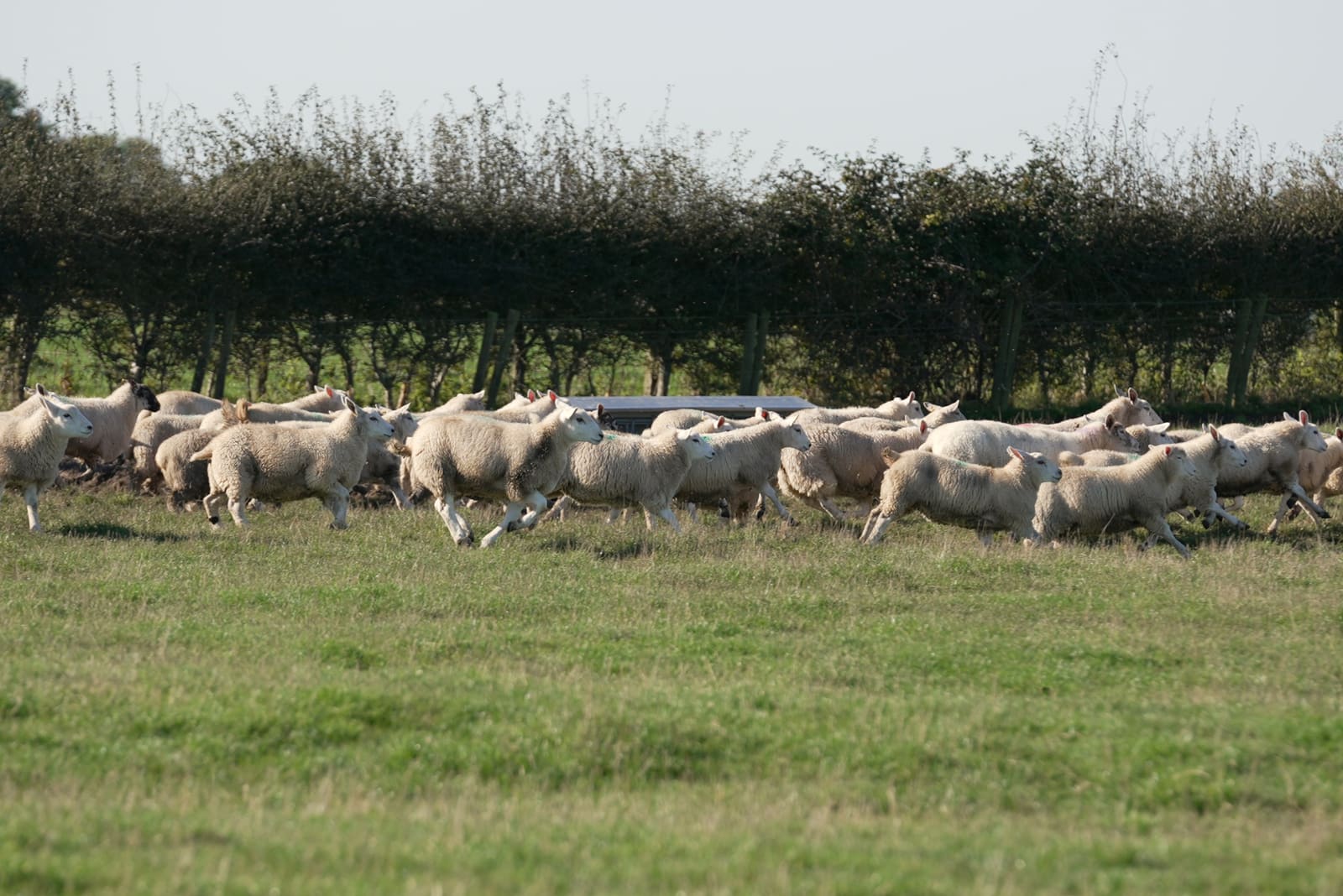 Herde läuft an der Hecke entlang
