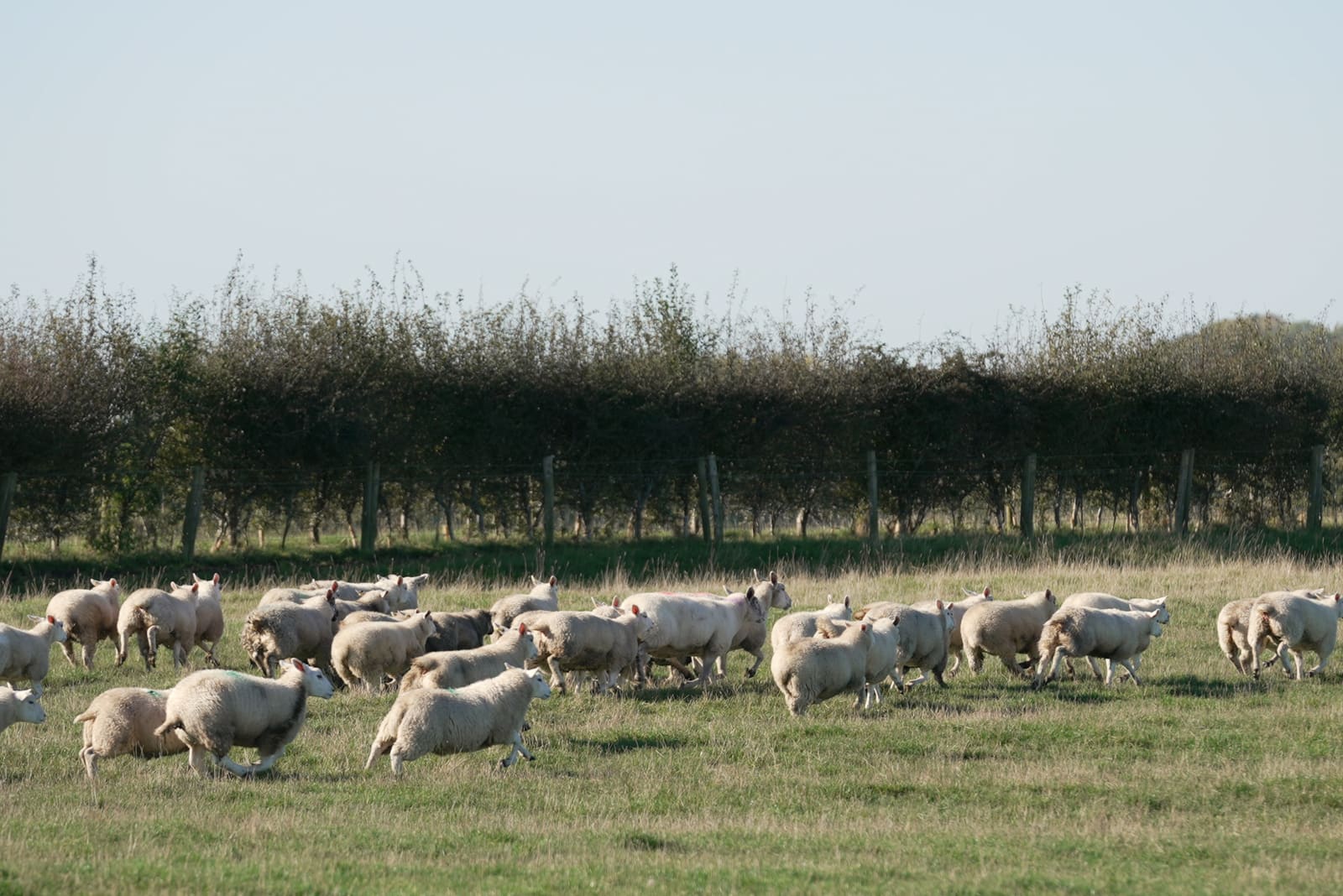 Flock running along the hedgerow