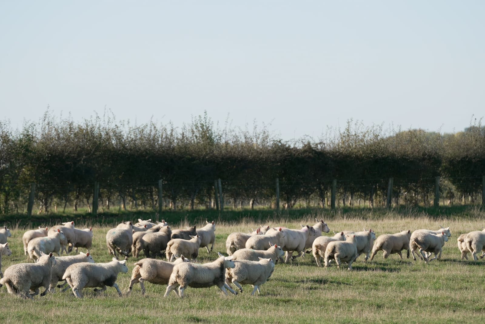 Flock running along the hedgerow