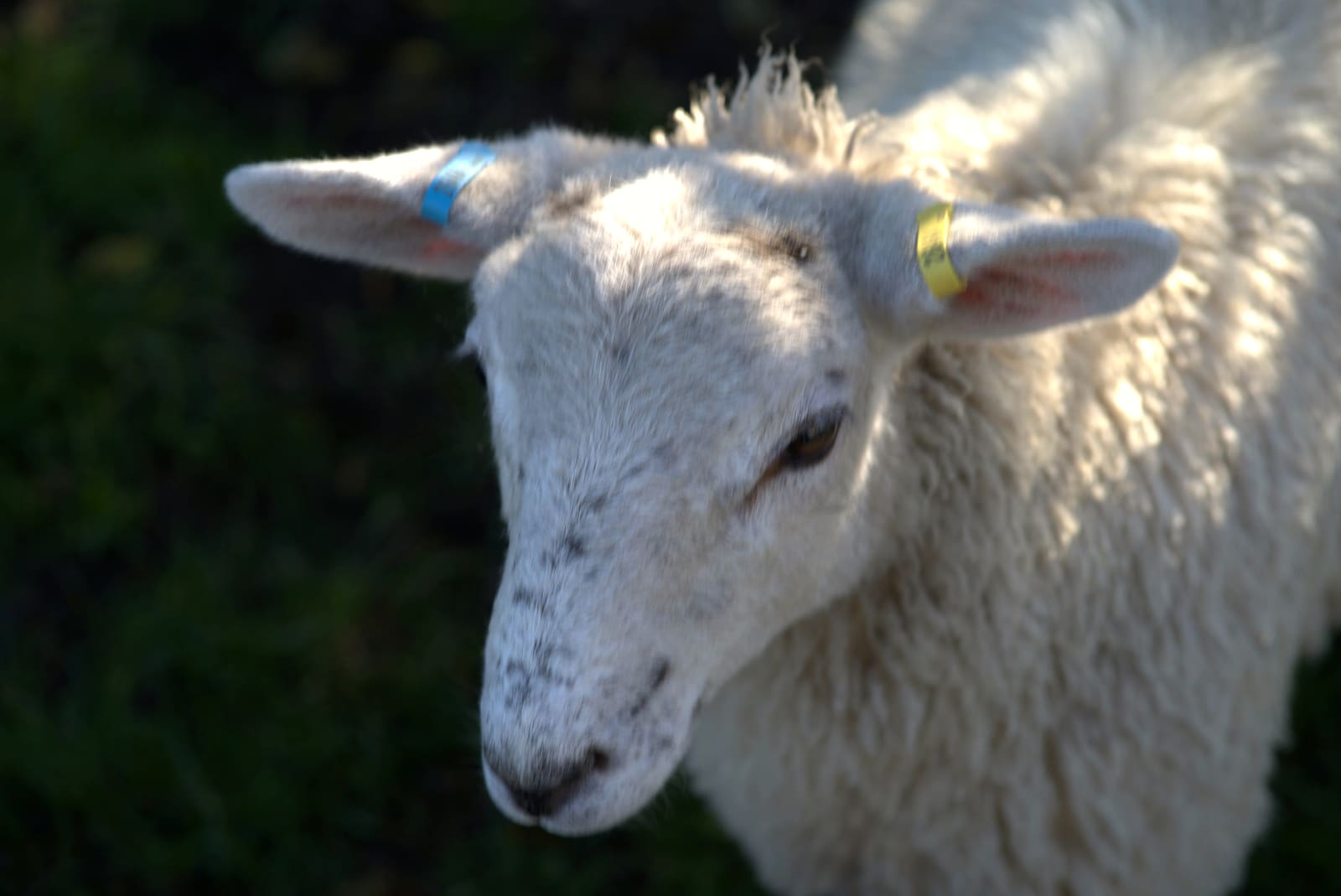 Ewe portrait, ear-tagged, in dappled autumn light