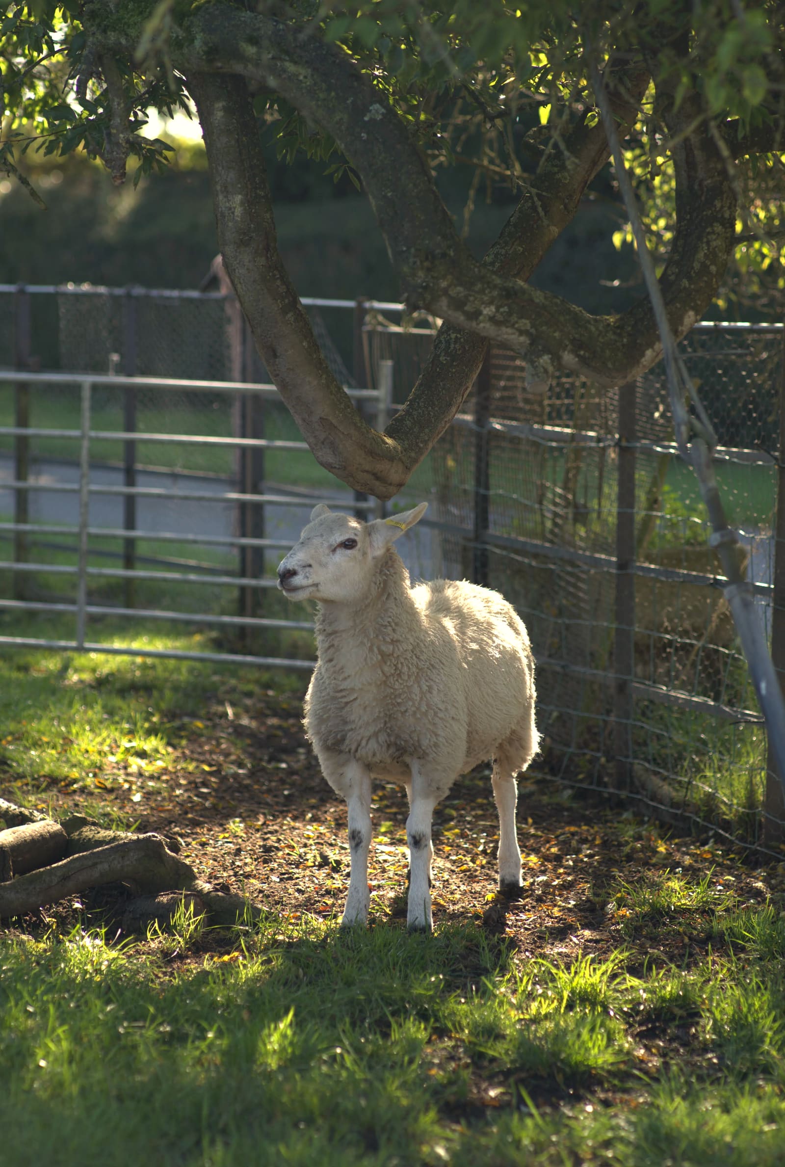 Ewe portrait, ear-tagged, in dappled autumn light