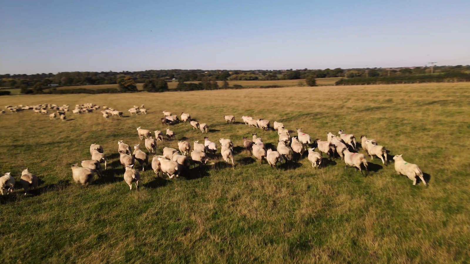 Aerial view of the flock crossing the field