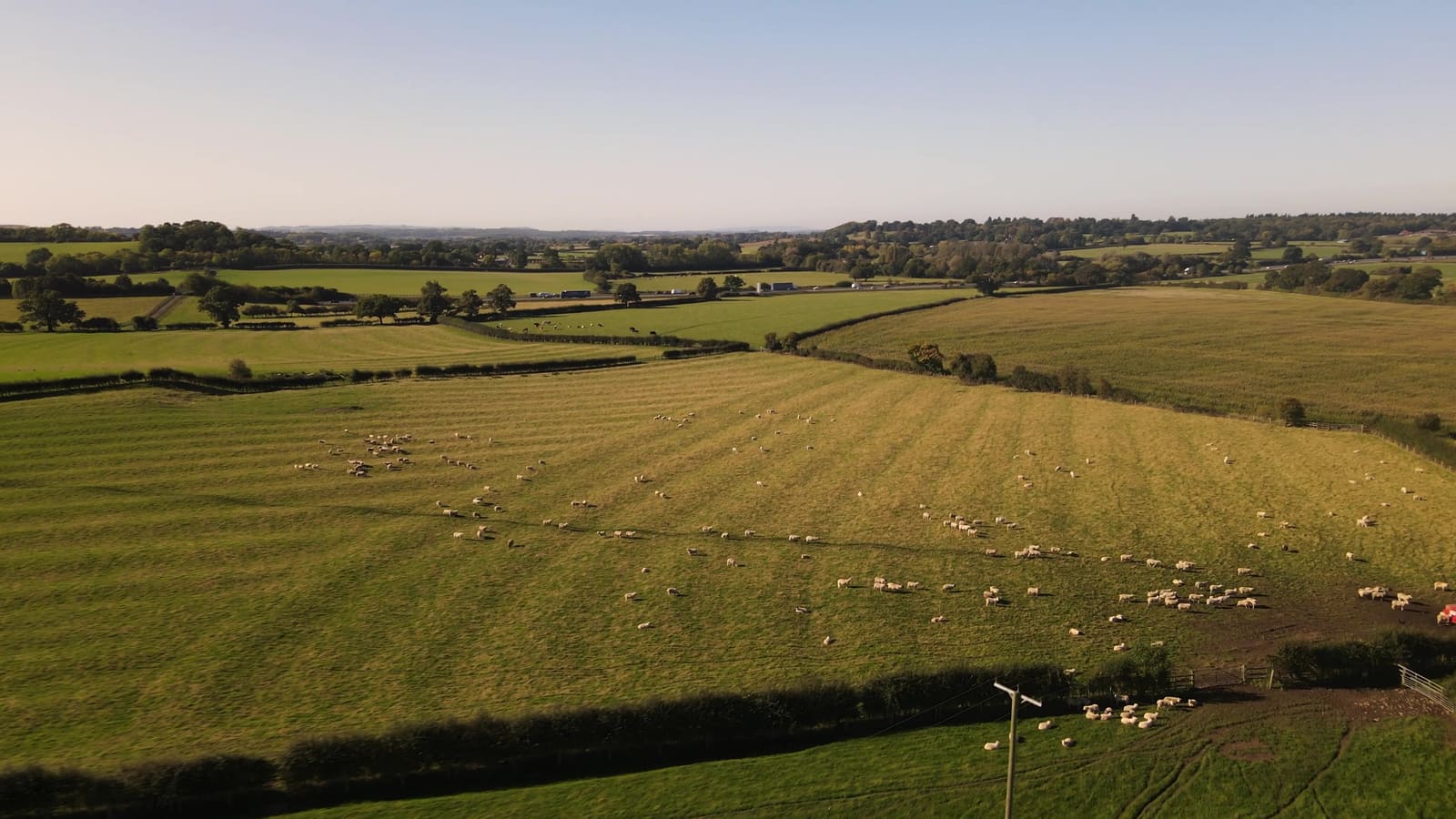 Aerial view of pasture and the flock at dusk