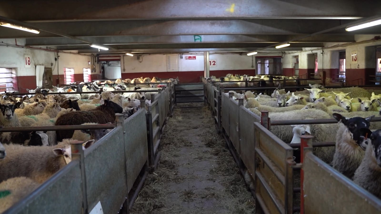 The lairage, sheep penned and resting
