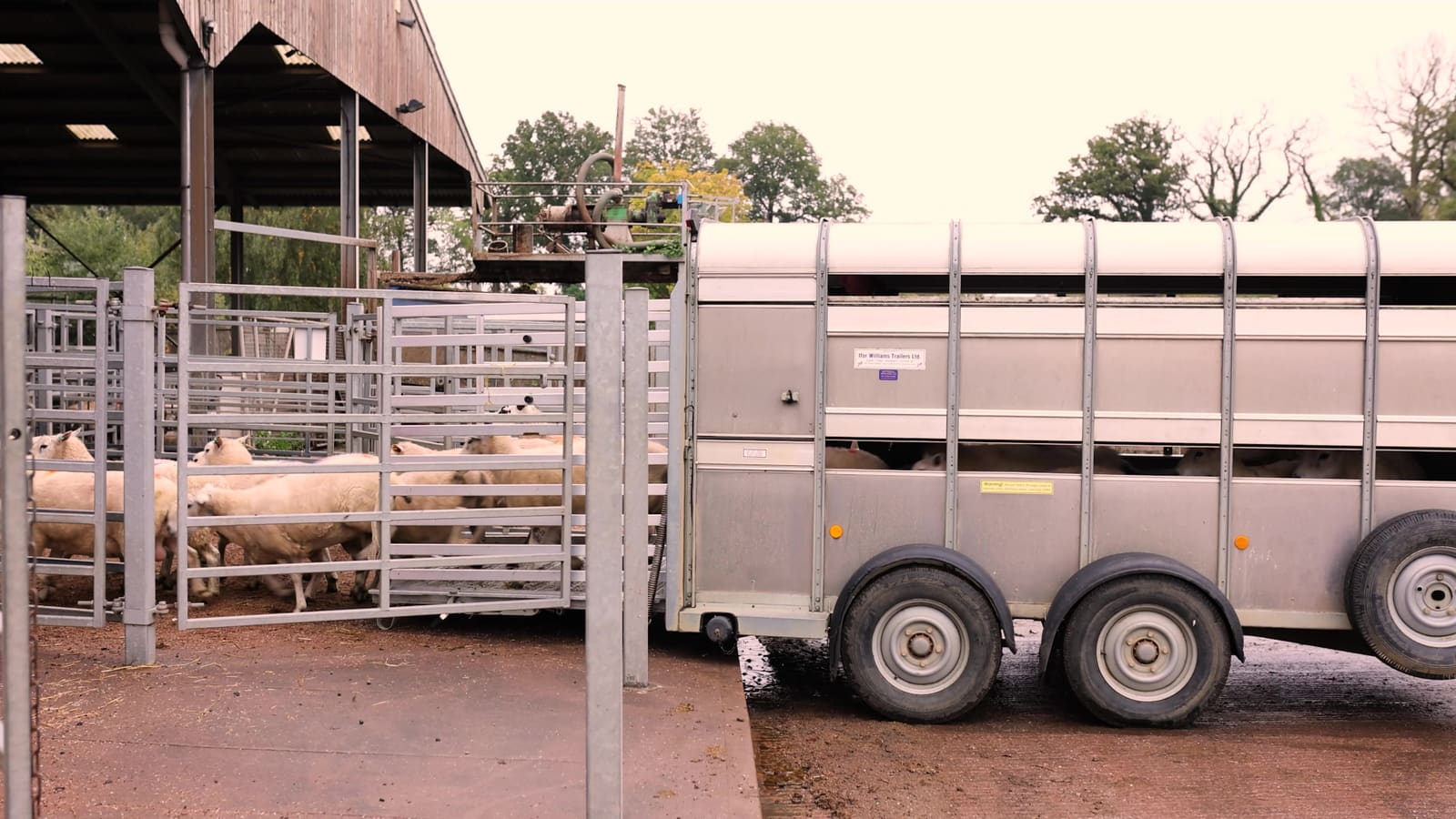 Unloading lambs into the mart pens