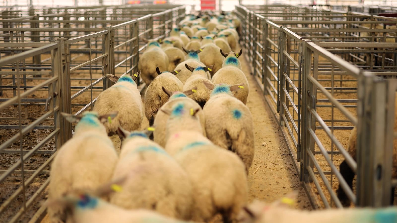 Lambs moving down the race