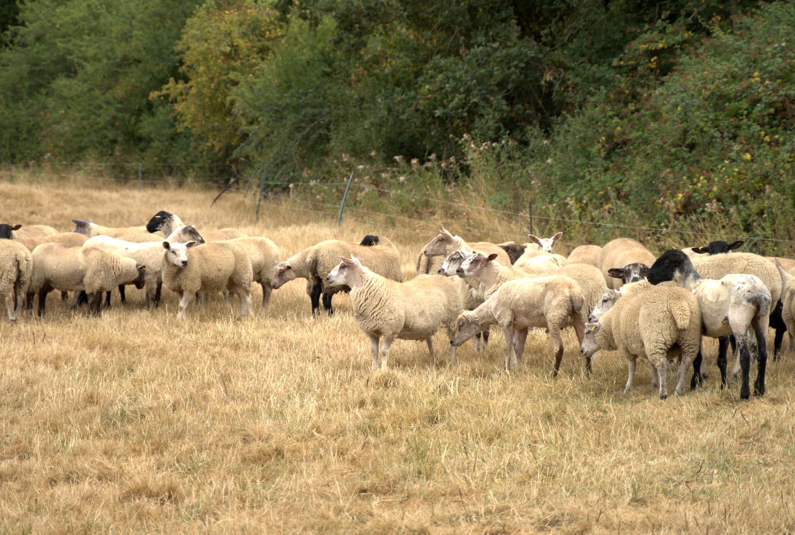 Mixed flock of sheep on drought-dry summer pasture in the Cotswolds