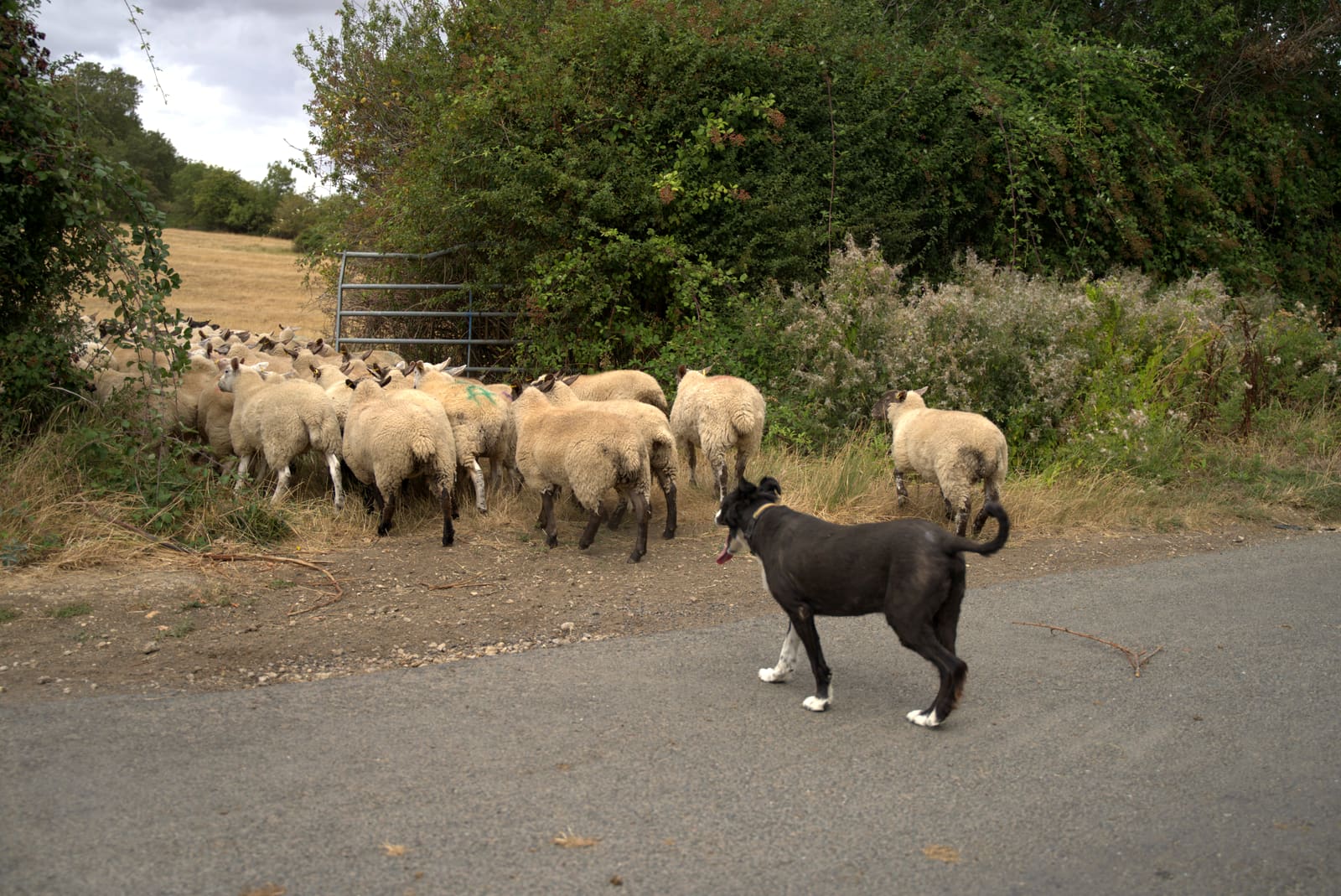 Sheepdog moving the flock across a farm lane