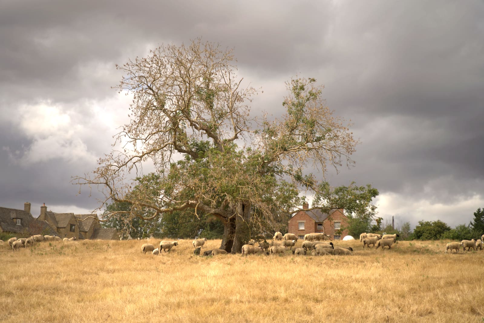 Gregge a riposo all’ombra di un grande albero, con alle spalle case in pietra delle Cotswolds