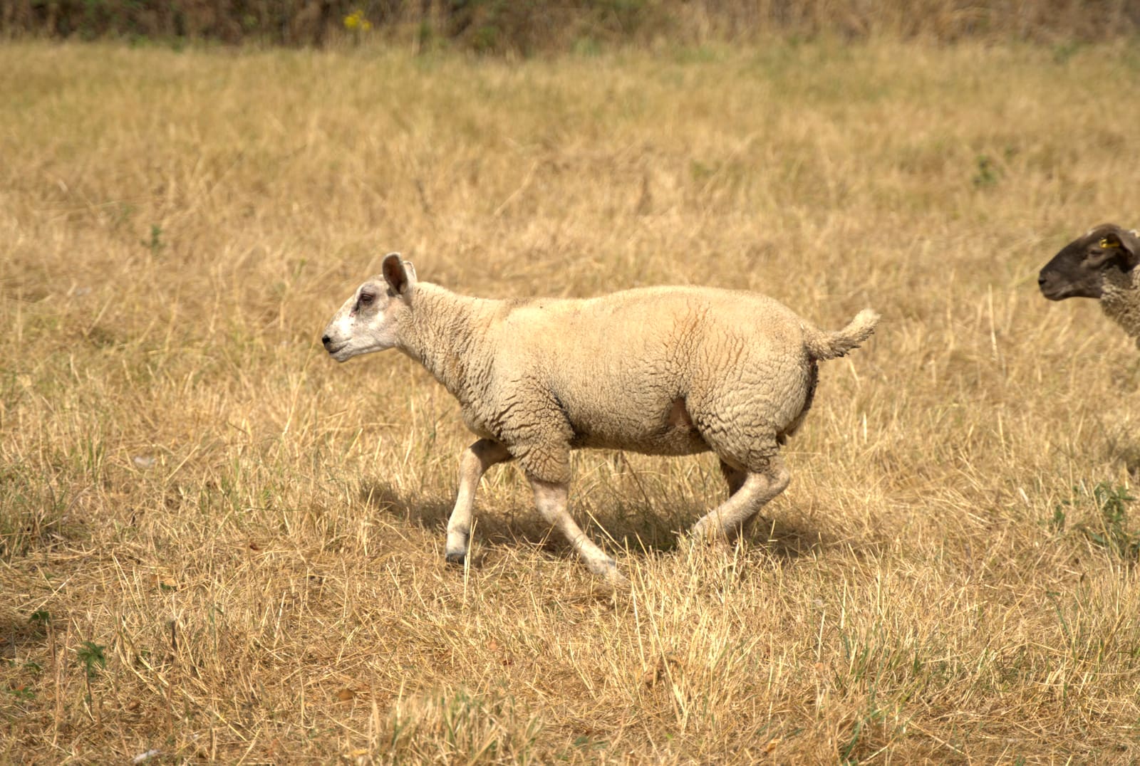 Sheep grazing on golden summer pasture