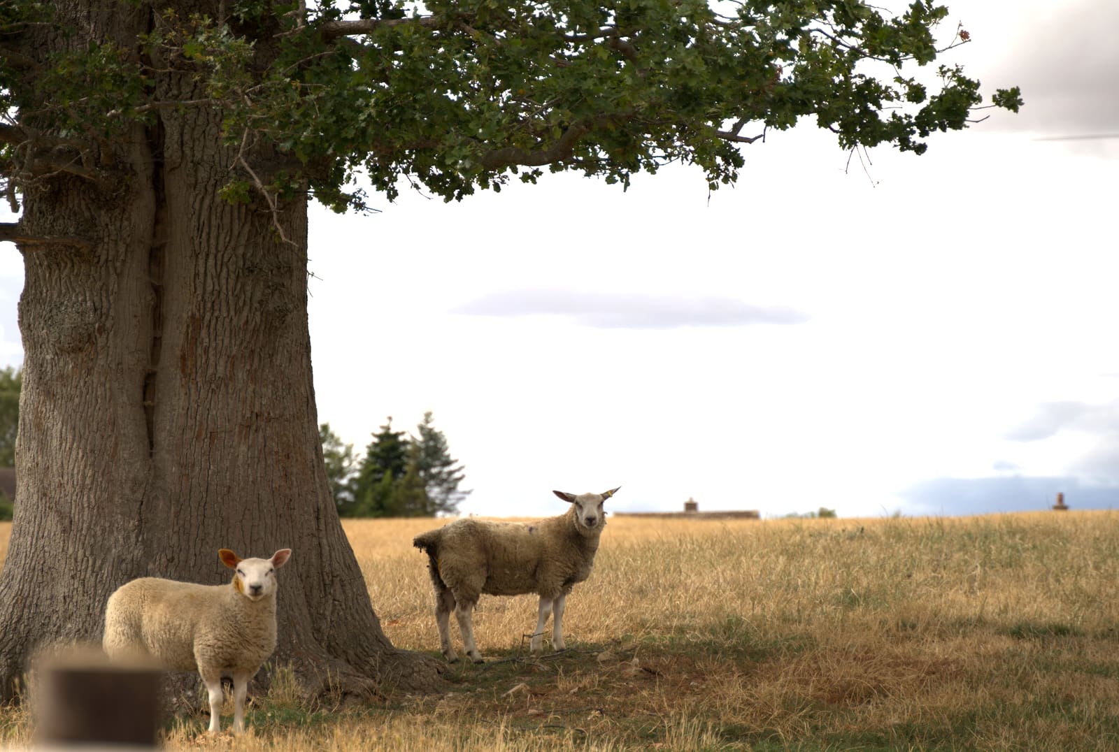 Two sheep beneath an old oak at the edge of the field