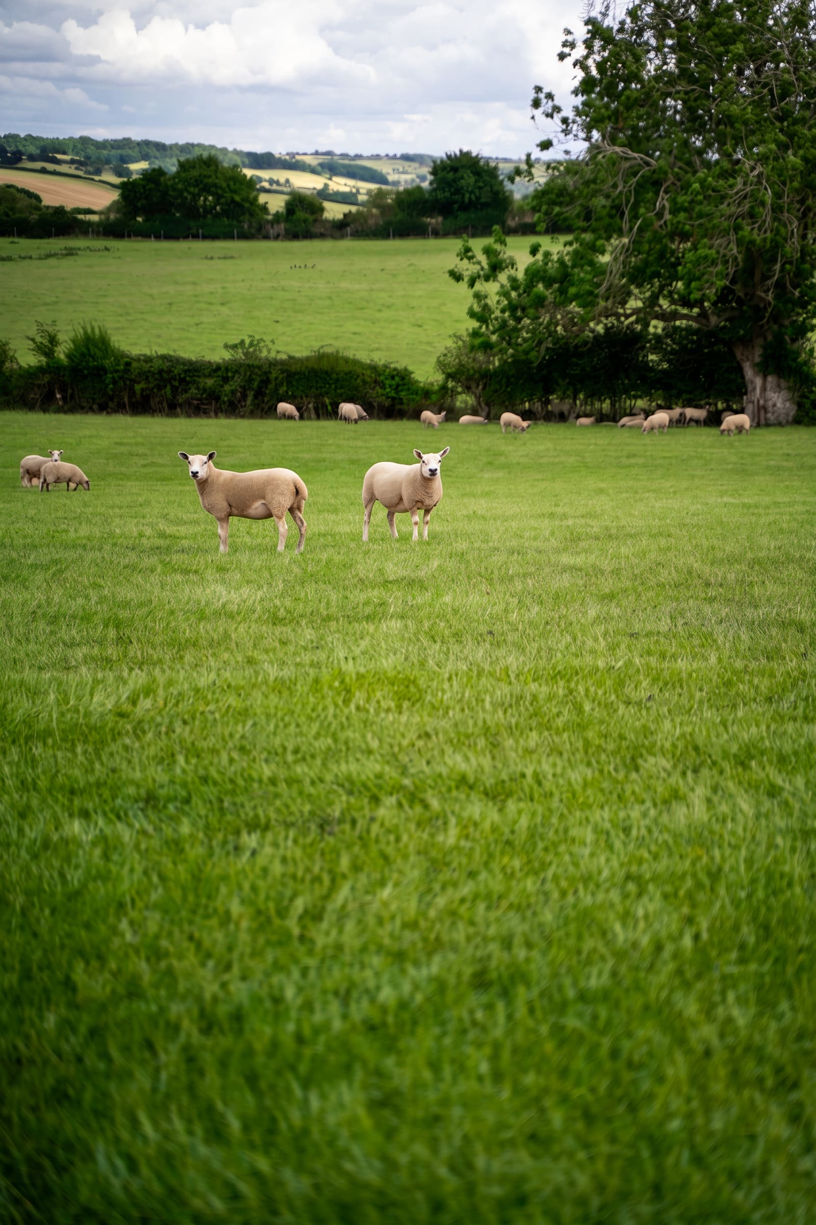 Two sheep on lush green pasture, the flock grazing along the hedge behind