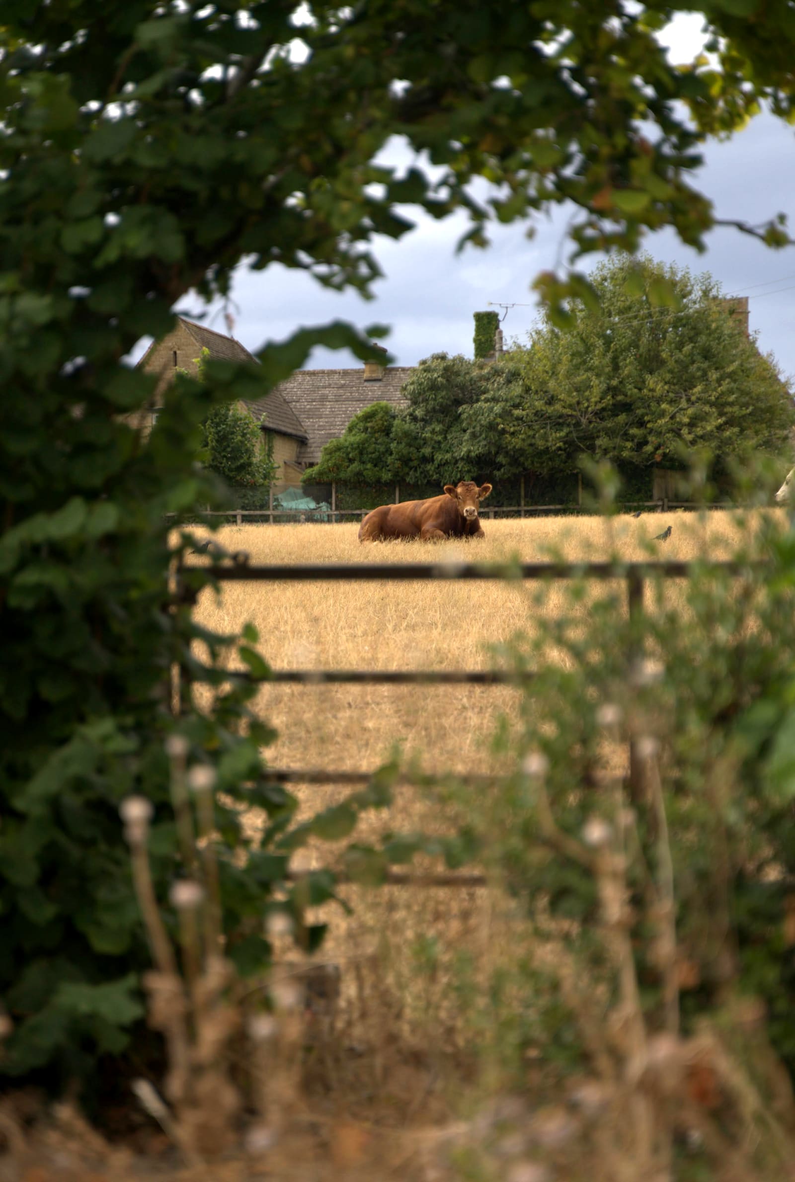 Rinder ruhen auf einem goldenen Feld neben Häusern aus Cotswold-Stein
