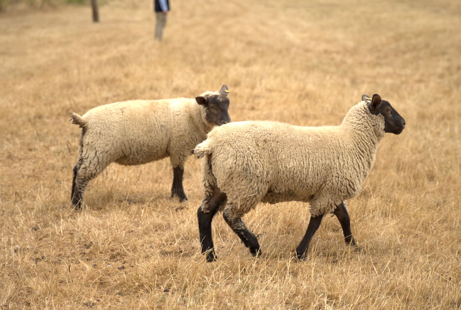 Suffolk-cross sheep in the field