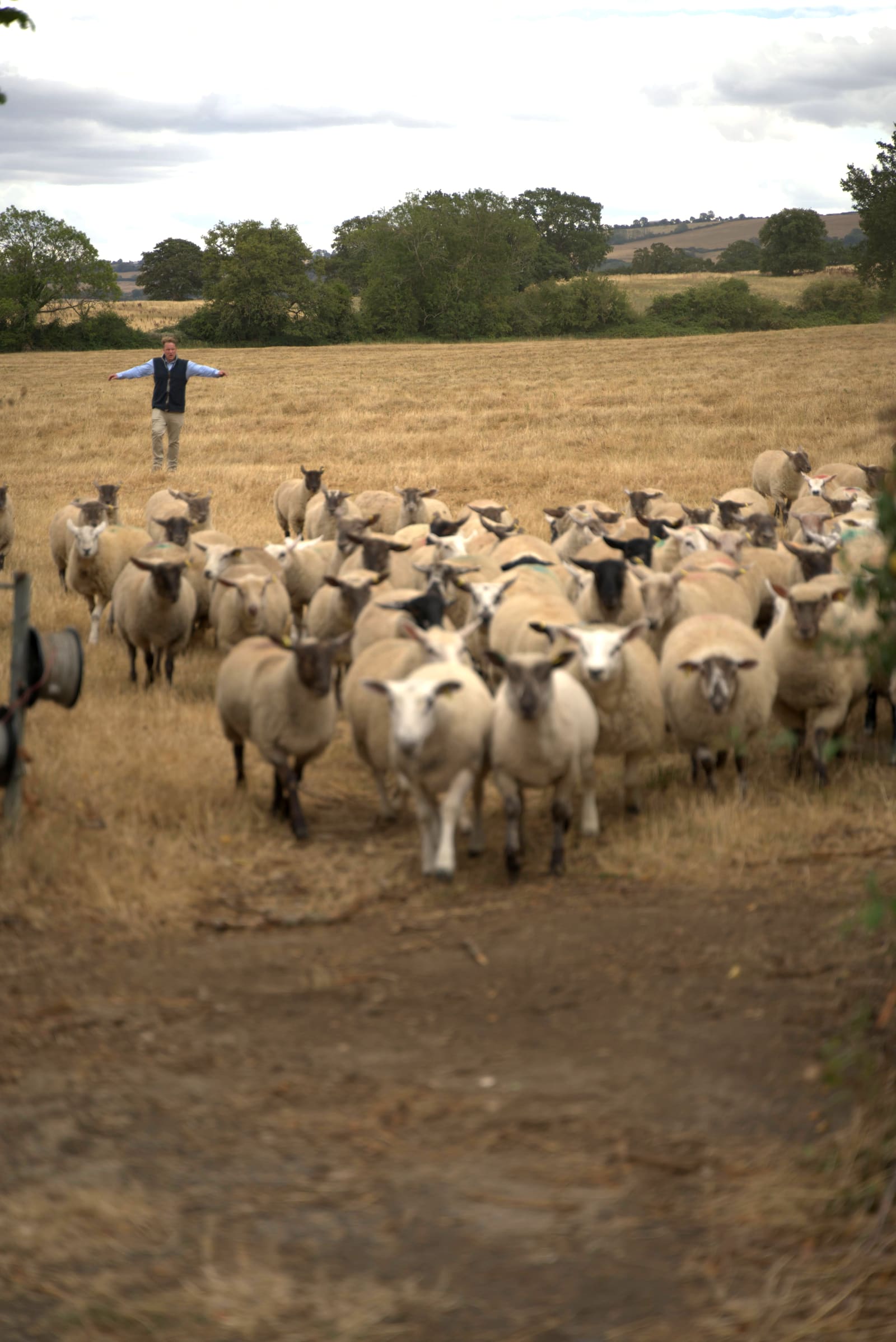 Il gregge radunato al cancello del campo